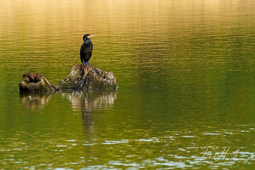 Cormorant, Argal Lake