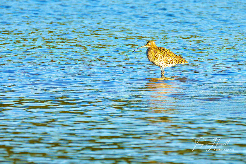 Curlew, Tresillian River, St. Clements
