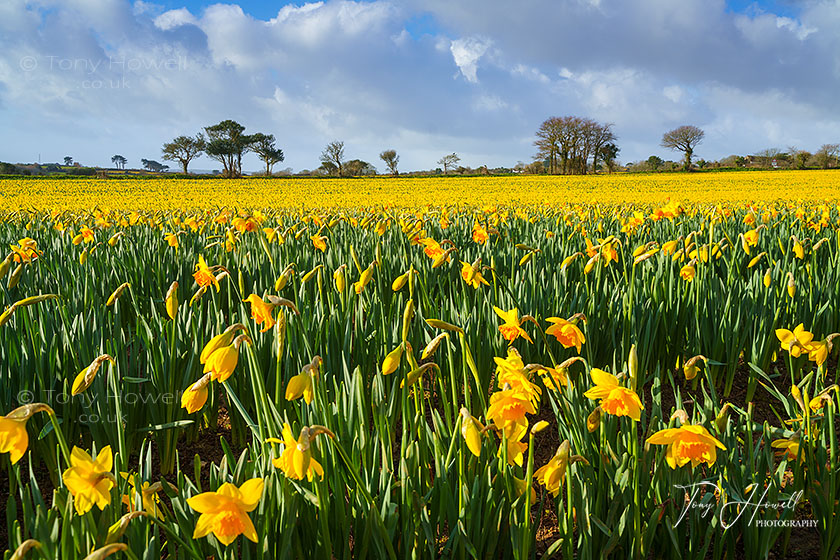 Daffodil Field near Penzance