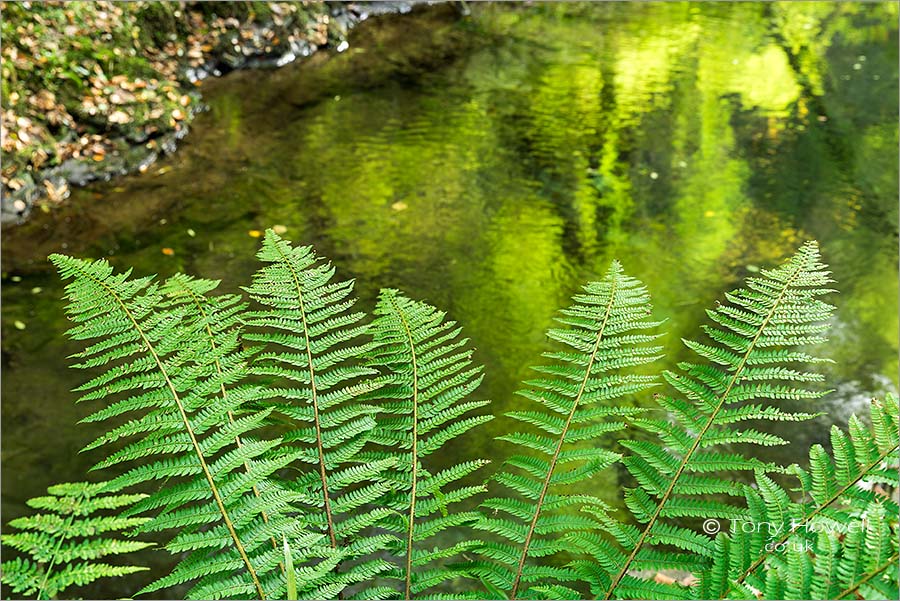 Ferns, Lydford Gorge