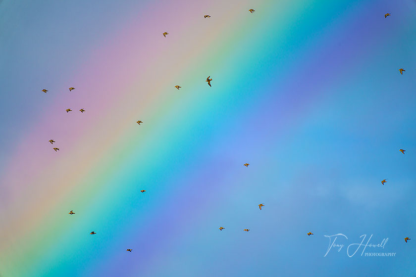 Golden Plover, Rainbow, Hayle