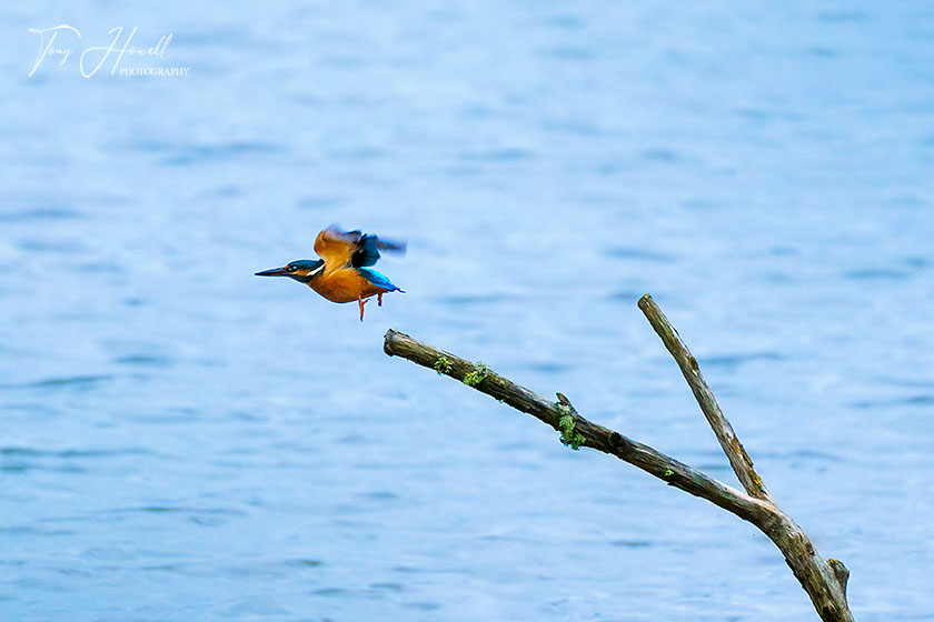 Kingfisher, Hayle Estuary