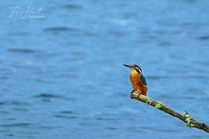 Kingfisher, Hayle Estuary