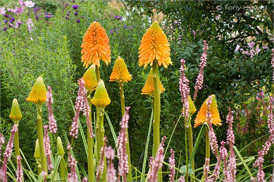 Kniphofia - Red Hot Pokers
