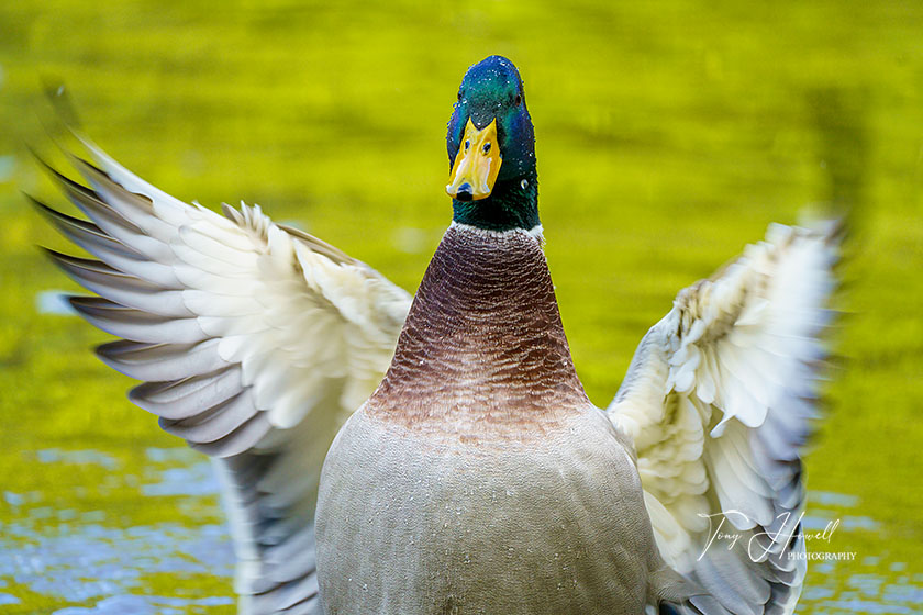Mallard Duck, Male, Truro