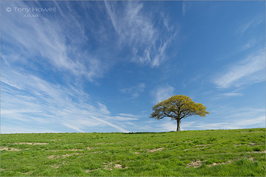 Oak Tree, Blackford