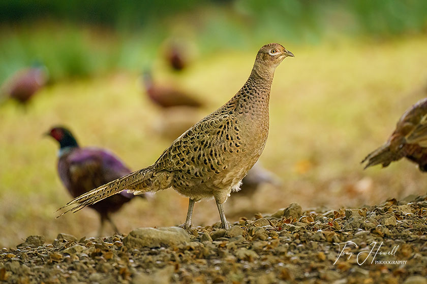 Pheasant, Female