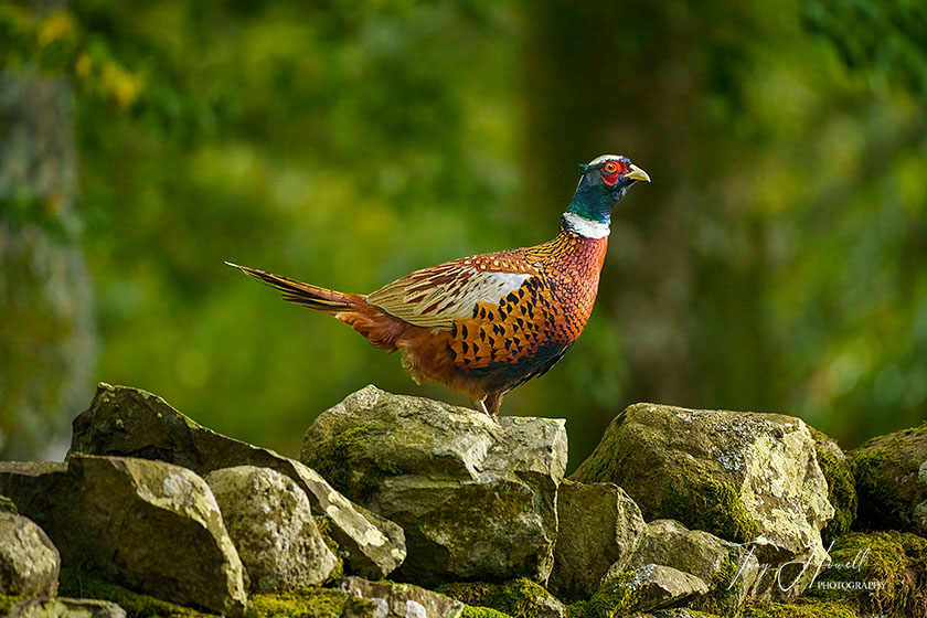 Pheasant, Male