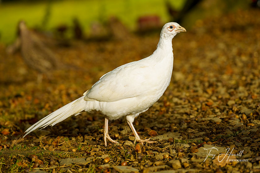Pheasant, White