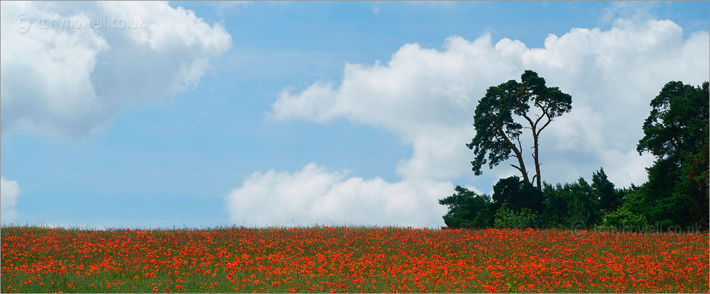 Poppy Field, Faringdon