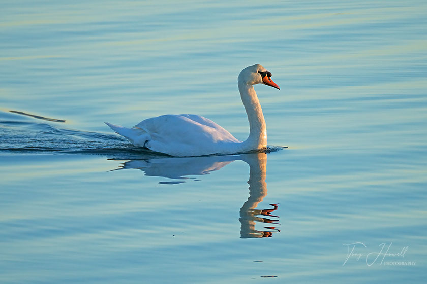 Swan, Truro