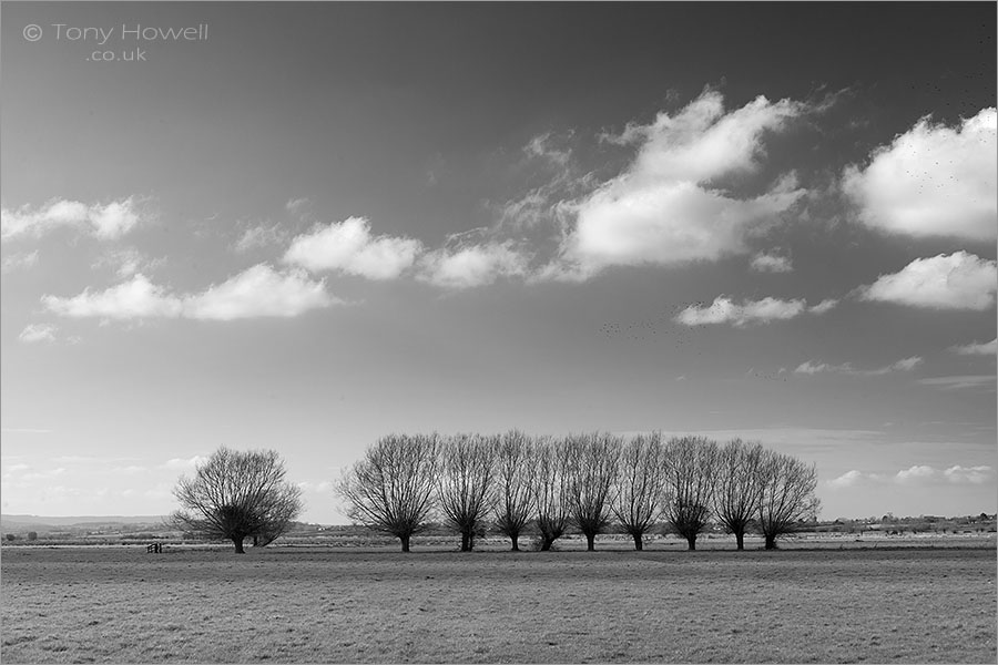 Willow Trees, Somerset Levels