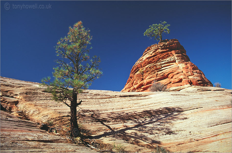 Pine Trees, Zion National Park