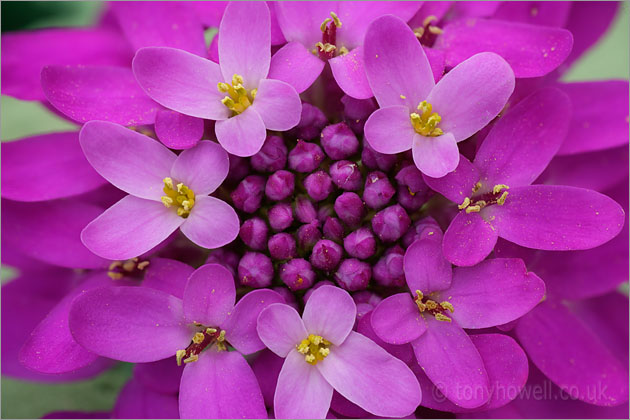 Pink Candytuft Flower