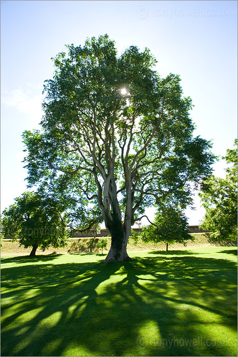 Tree of Heaven - <em>Ailanthus altissima</em>
