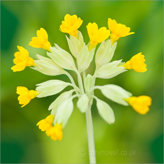 Yellow Cowslips