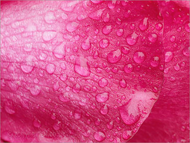 Rose petal