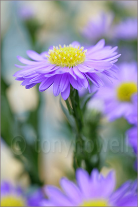 Flower Photography
