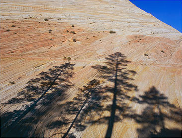 Tree Shadows, Zion National Park