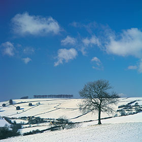 Tree, Snow - Freezing hill