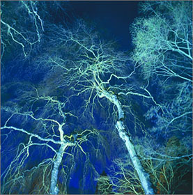 Westonbirt Arboretum - Weeping birch illuminated