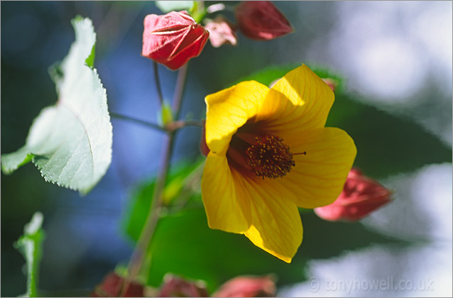 Abutilon