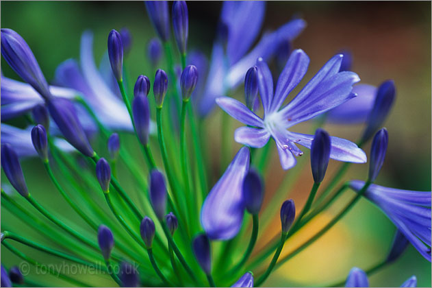 Agapanthus