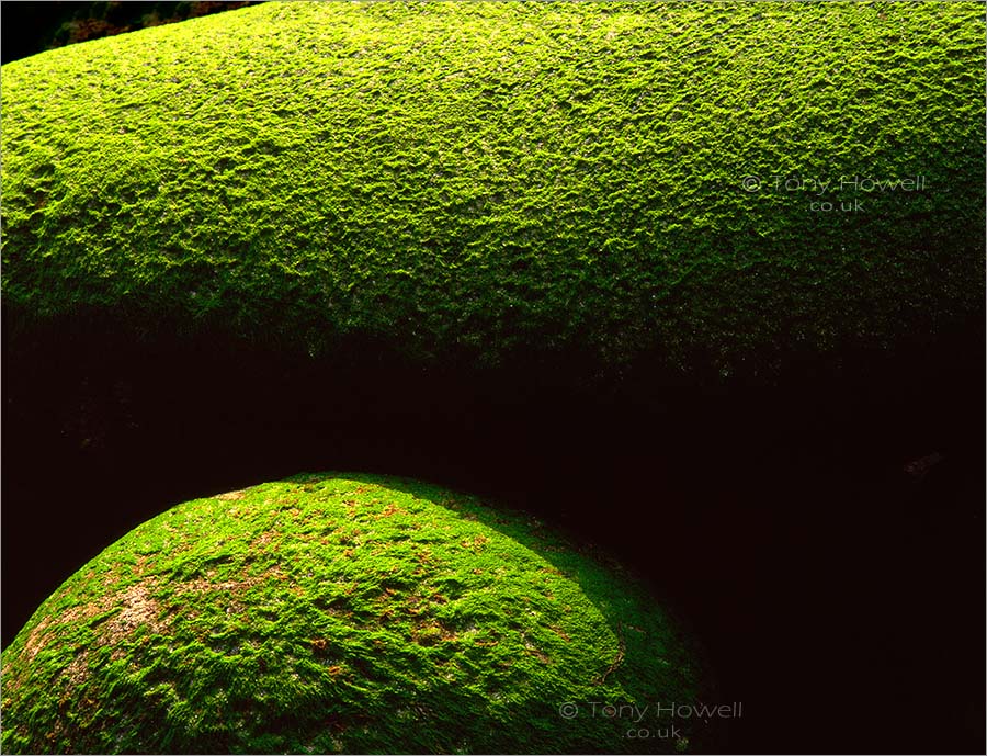 Algae, Boulders, Porth Nanven