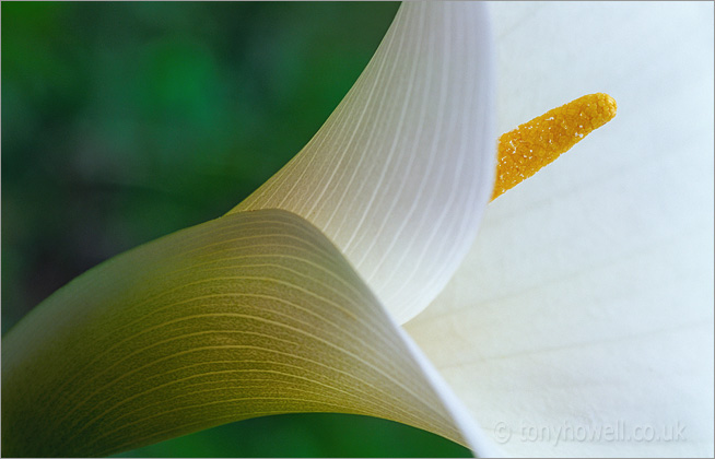 Arum Lily