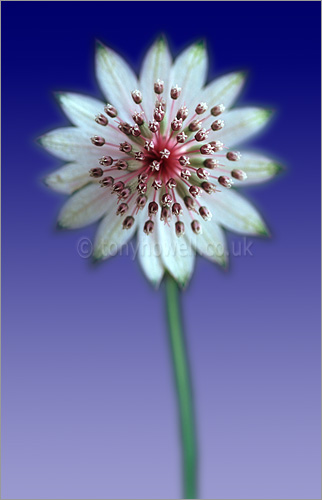 Astrantia