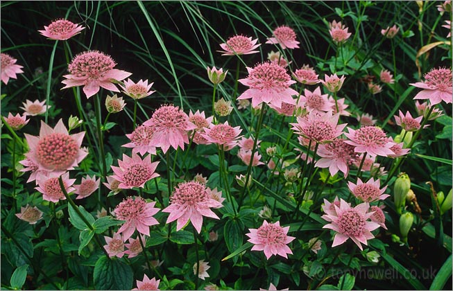 Astrantia