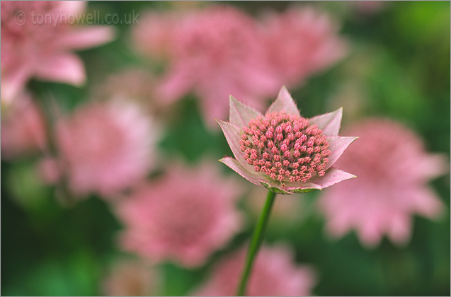 Astrantia