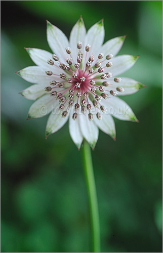 Astrantia