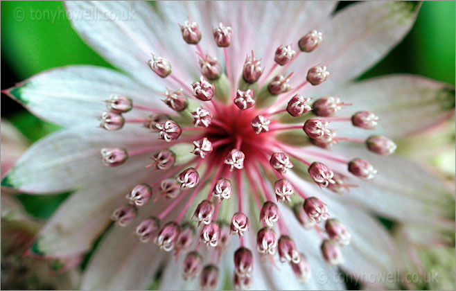 Astrantia Major Masterwort