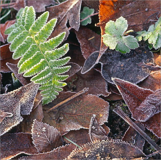 Fern, Frost