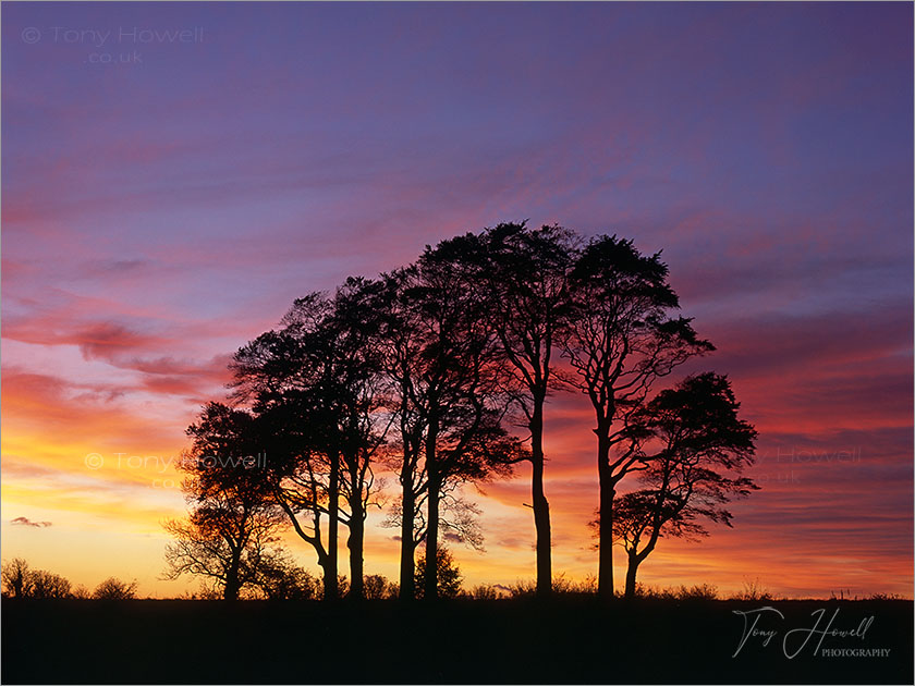Beech Trees, Afterglow