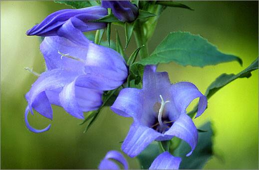 Blue Campanula Flowers