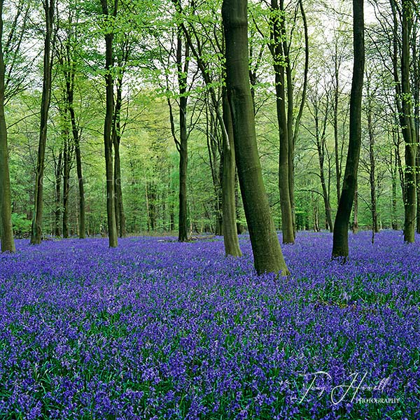 Bluebells, Lower Amport Wood