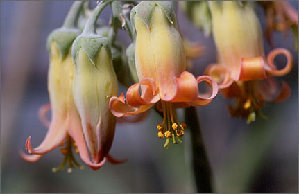 Crassula orbiculata