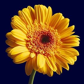 Gerbera, Yellow