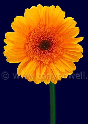 Gerbera