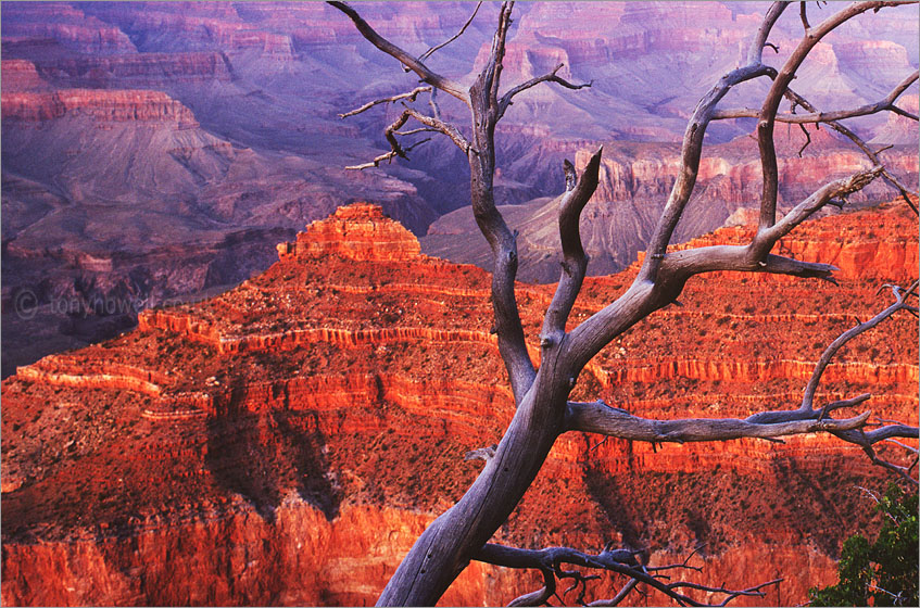 The Grand Canyon, Tree AZ100