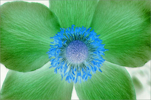 Green Anemone