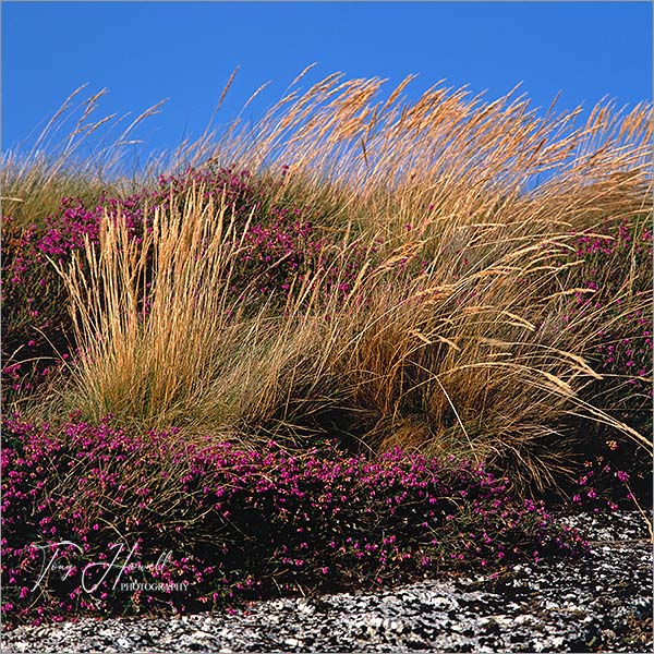 Heather, Grasses, Dartmoor