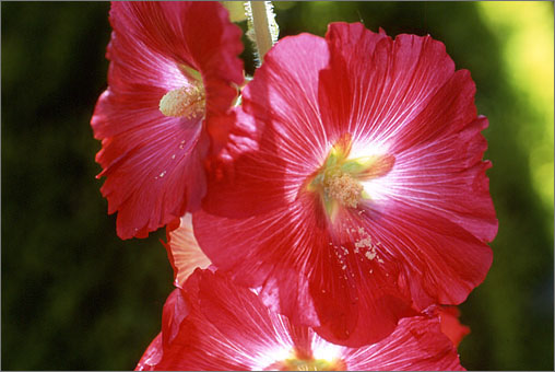Hollyhock