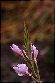 Kaffir Lily, pink