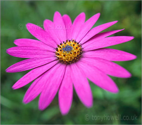 Osteospermum - African Daisy