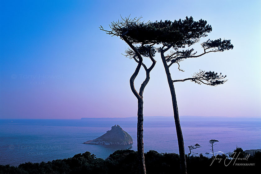 Pine Trees, Thatchers Rock