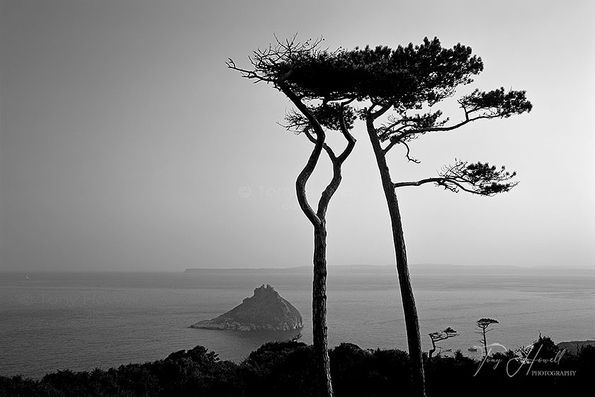 Pine Trees, Thatchers Rock