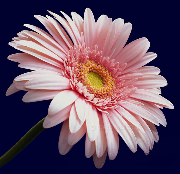 Pink Gerbera